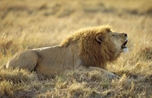Images Dated 25th November 2010: Lion - roaring