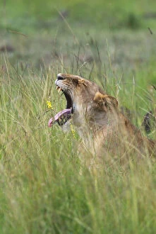 Yawning Gallery: Lion on the savannah, Maasai Mara National