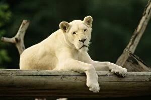 Lion - single lioness / female - albino