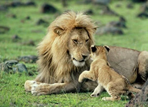 LION - single male playing with cub