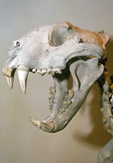 Jaws Prints: Lion Skull