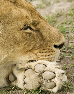 Images Dated 5th February 2008: Lion sleeping on paw - Ngorongoro - Tanzania - Africa
