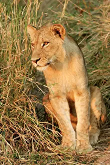 Savannah Prints: Lion. South Luangwa Valley National Park - Zambia - Africa