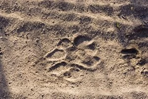 Lion - Spur in the sand