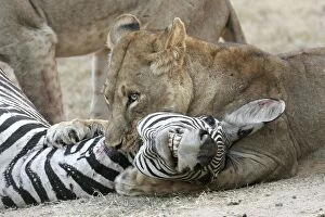 Images Dated 9th July 2004: Lion - suffocating Crawshay's Zebra