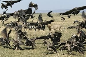 Lion - surrounded by vultures in flight