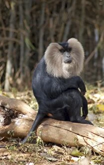 Lion-tailed Macaque, male