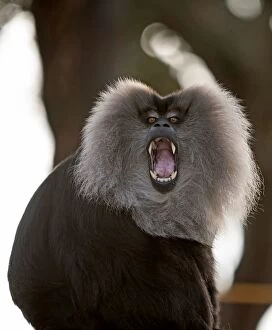 Lion-tailed Macaque male showing canines