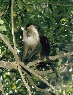 Lion Tailed Prints: Lion-tailed Macaque Southern India
