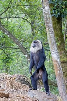 Images Dated 16th March 2015: Lion-tailed Macaque / Wanderoo adult dominant male