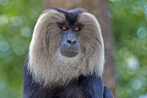 Images Dated 18th March 2015: Lion-tailed Macaque / Wanderoo adult dominant male