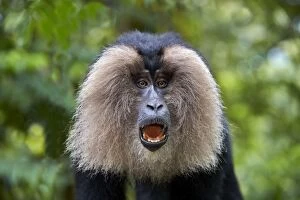 Images Dated 16th March 2015: Lion-tailed Macaque / Wanderoo adult male with dominant