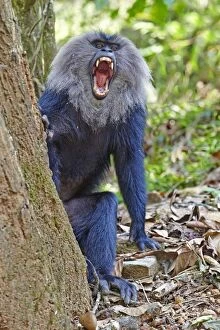 Images Dated 18th March 2015: Lion-tailed Macaque / Wanderoo adult male with dominant
