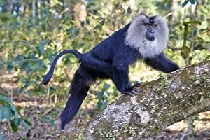Images Dated 18th March 2015: Lion-tailed Macaque / Wanderoo adult male with dominant