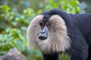 Images Dated 16th March 2015: Lion-tailed Macaque / Wanderoo (ranks among)