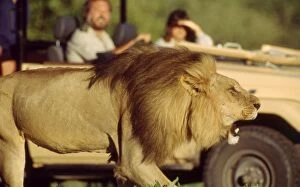 Lion with Tourists - Male
