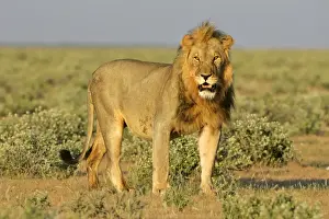 Bush Prints: Lion front view of an adult male standing in savanna Etosha National Park, Namibia, Africa