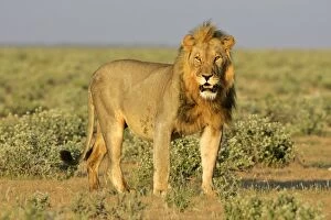 Lion - front view of an adult male standing in savannah