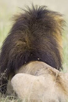Images Dated 7th April 2007: Lion - back view of male