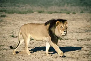 Lion - walking - Kalahari Desert - Southern Africa