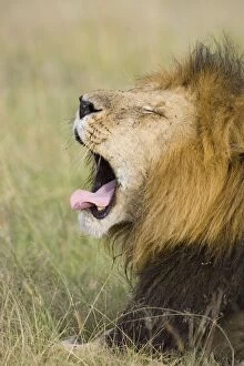 Lion - yawning