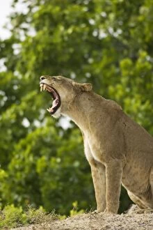 Lion - Yawning lioness on a large termite mount