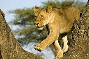 Images Dated 8th February 2006: Lion - Young climbing tree - Ndutu - Ngorongoro Conservation Area - Tanzania - Africa