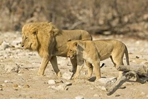 Images Dated 26th April 2000: Lion Young female and pride male side by side Etosha National Park, Namibia, Africa