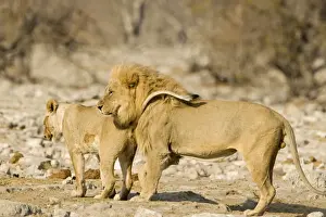 Lionesses Prints: Lion Young female urinating infront of a male Etosha National Park, Namibia, Africa