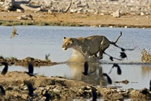 Images Dated 25th April 2000: Lion Young lioness leaping through water Etosha National Park, Namibia, Africa