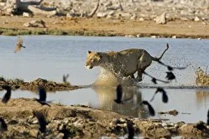 Splashing Prints: Lion Young lioness leaping through water Etosha National Park, Namibia, Africa