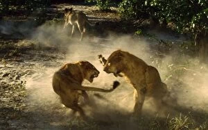 LION - Young male lions fight over access to a kill