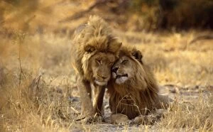 LION - two young males rubbing heads