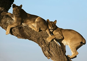 Images Dated 8th February 2006: Lion - Young resting on tree - Ndutu - Ngorongoro Conservation Area - Tanzania - Africa