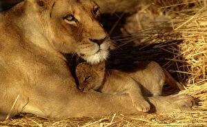 Mothers Collection: Lioness with 6 week old cub CRH 897 Moremi, Botswana Panthera leo © Chris Harvey / ARDEA LONDON