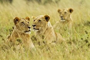 Images Dated 13th August 2011: Lioness - all female group in the savannah