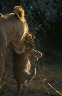 Lioness carrying cub in mouth - A lioness carries her cub to a new den site in an acacia hebeclada thornbush