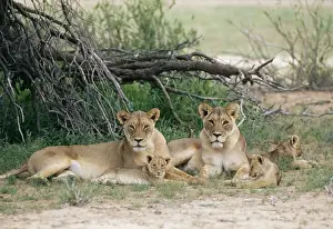 Lioness CH 4848 With cubs. Kalahari Gemsbok park South Africa. Panthera leo © Clem Haagner / ARDEA LONDON