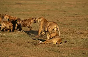 Hyaena Prints: Lioness CK 3718 Having confrontation with Spotted Hyaena