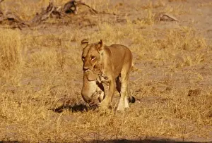 Big Cat Prints: Lioness CRH 652 Carrying cub, Botawana Panthera leo © Chris Harvey / ARDEA LONDON