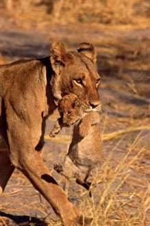 Images Dated 23rd May 2011: Lioness CRH 985 Carrying cub in mouth - Moremi, Botswana Panthera leo © Chris Harvey / ardea. com