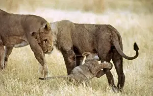 Lionesses Prints: Lioness and Cub CRH 977 Cub suckling Moremi