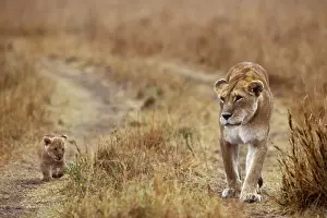 Tracks Prints: Lioness With Cub. Maasai Mara, National Park, Africa
