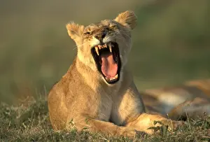 Fangs Prints: Lioness Kenya, Africa
