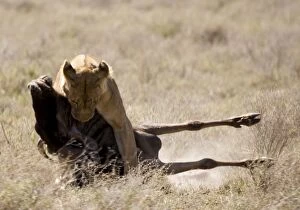 Lioness kills a Wildebeest