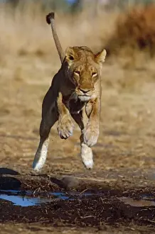Lioness leaping - Lions go to great lengths to avoid getting wet preferring to keep paws dry Moremi, Botswana