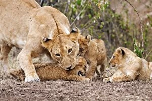 Images Dated 14th August 2011: Lioness - lifting the cub