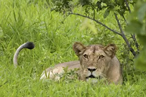 Ruaha Prints: Lioness in long grass - Ruaha National Park - Tanzania - Africa
