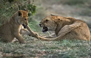 Lioness Mother & Cub. Maasai Mara, Kenya, Africa