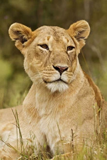 Lioness (Panthera leo) up close, Maasai